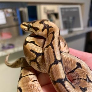 Meet your Posher, Rory